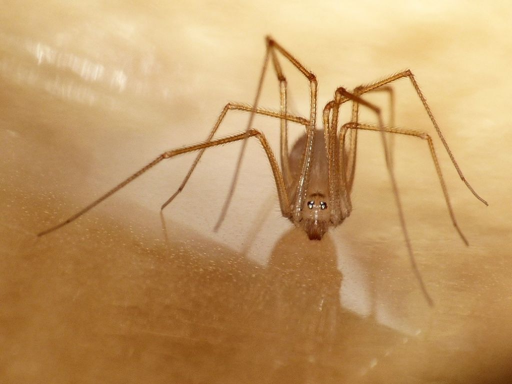 Spermophora senoculata - Roma (RM)